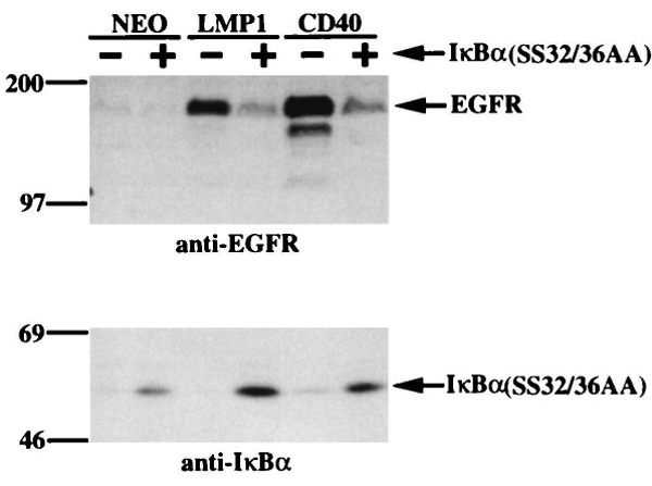 Western blot of IKB alpha